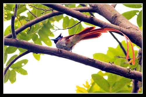 湖北三阳观鸟大赛 寿带鸟 湖北三阳观鸟大赛 寿带鸟