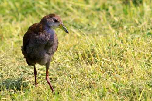 红脚苦恶鸟：感谢新疆鸟类摄影师穗穗红！