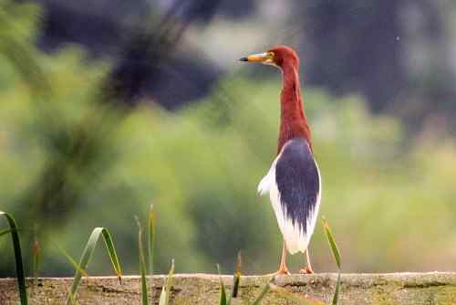 池鹭不太怕人 池鹭不太怕人