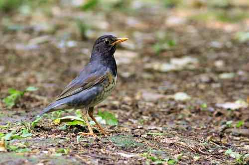 武汉大学樱花园的乌灰鸫宝宝