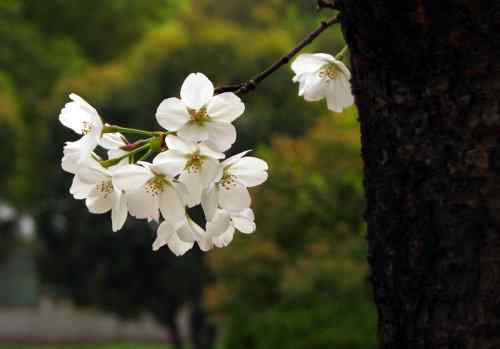 鸟路风景 黑喉石鵖