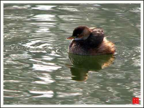 小鸊鷉: 我不是野鸭子 小鸊鷉: 我不是野鸭子