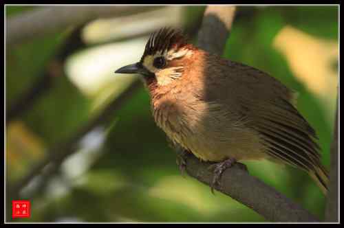 胆大的白颊噪鹛 武汉