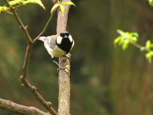 吃虫子的大山雀