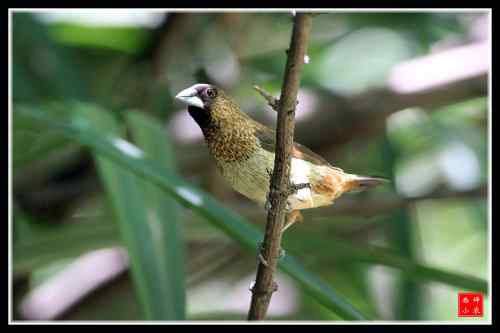 喜欢洗澡的白腰文鸟 算命鸟呢
