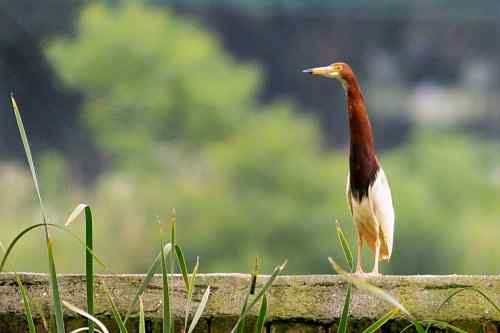 池鹭不太怕人 池鹭不太怕人