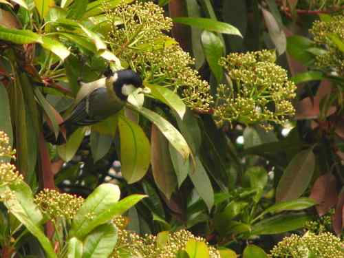 吃虫子的大山雀