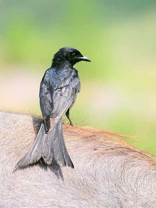 黑卷尾 湖北常见候鸟