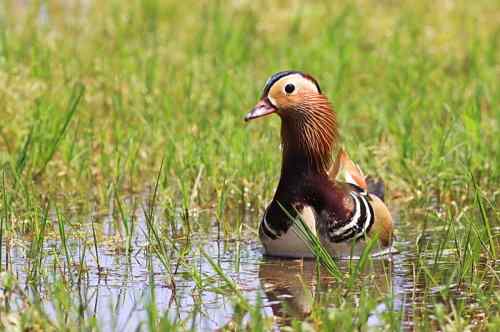 只羡鸳鸯不羡仙——鸳鸯