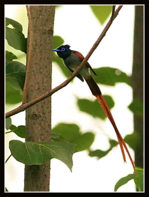 湖北三阳观鸟大赛 寿带鸟 湖北三阳观鸟大赛 寿带鸟
