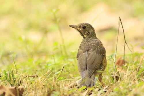 武汉大学樱花园的乌灰鸫宝宝