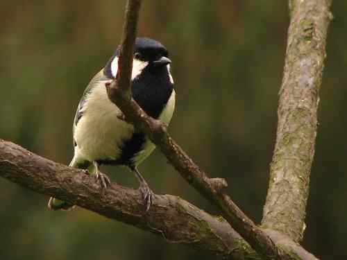吃虫子的大山雀