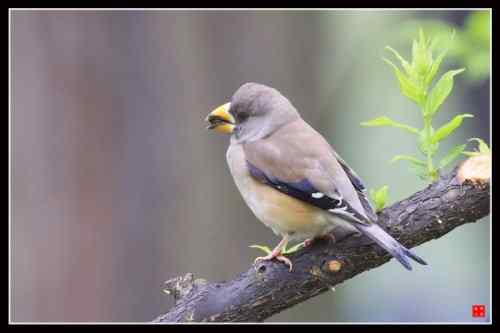 大嘴巴的黑尾蜡嘴雀与蜡嘴雀的区别