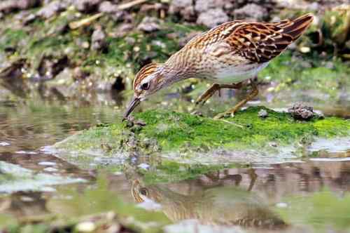谭湖附近再拍长趾滨鹬 谭湖附近再拍长趾滨鹬