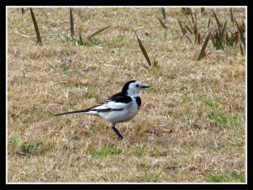 白面书生 白鹡鸰 武汉东湖