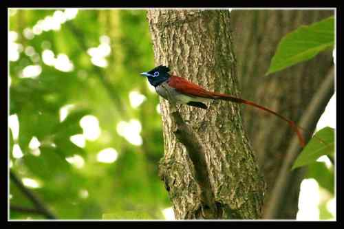 湖北三阳观鸟大赛 寿带鸟 湖北三阳观鸟大赛 寿带鸟