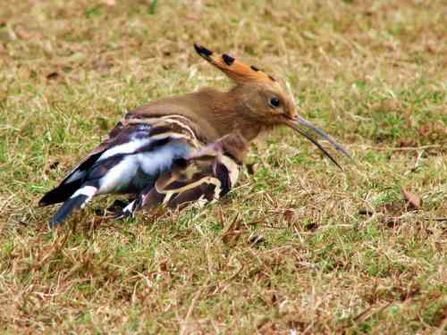 抓痒痒的戴胜 记得勤洗澡