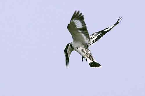 武汉鸟人爱上斑鱼狗