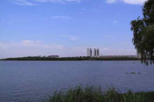 武汉杨桥湖风光 鸟类繁多