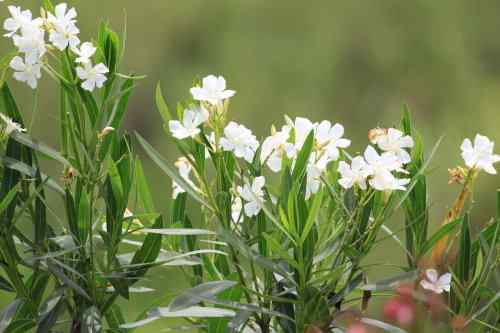 武汉杨桥湖风光 鸟类繁多