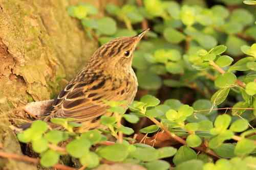 太阳下山前捡到的一只小鸟——矛斑蝗莺