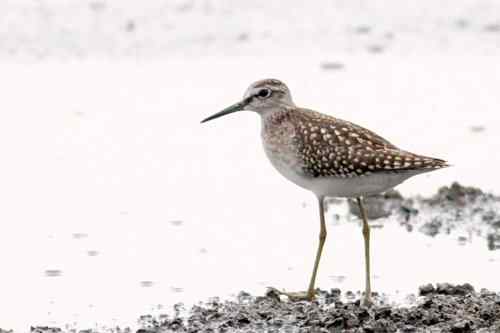 武汉观鸟——林鹬 武汉观鸟——林鹬