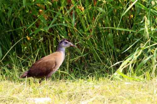 红脚苦恶鸟：感谢新疆鸟类摄影师穗穗红！