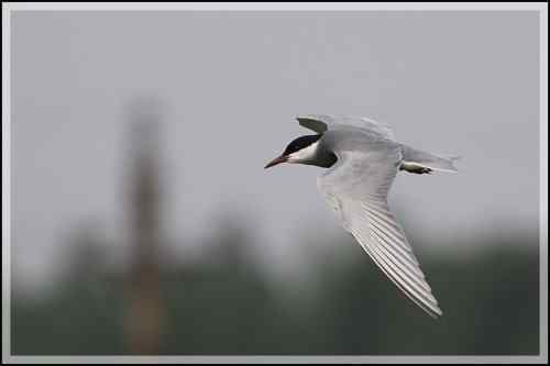 须浮鸥 东湖渔场