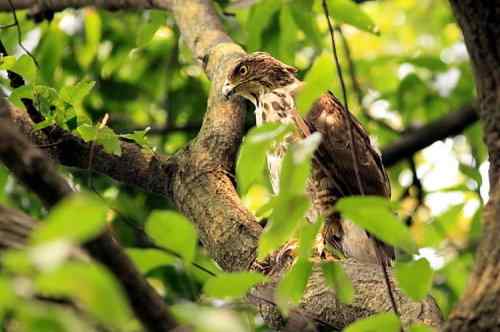 和凤头鹰的一次心灵感应