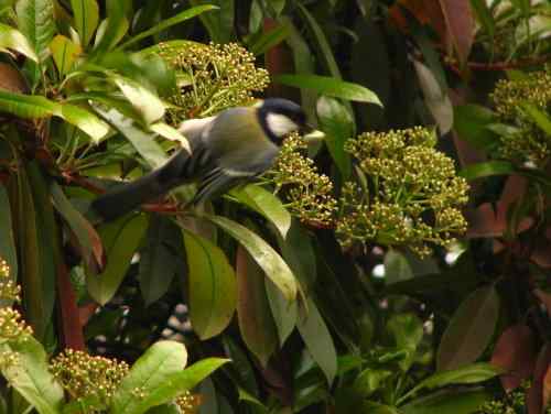吃虫子的大山雀