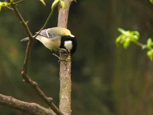 吃虫子的大山雀