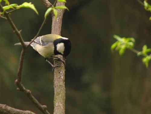 吃虫子的大山雀