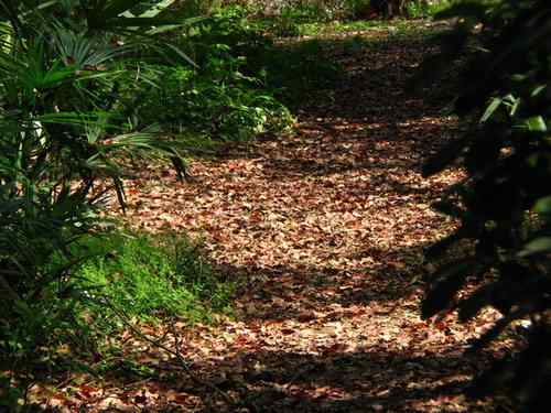 鸟路风景 黑喉石鵖
