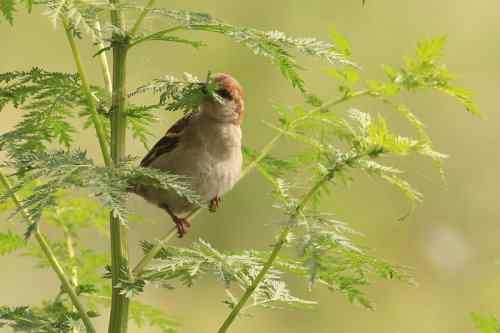 山麻雀对比树麻雀