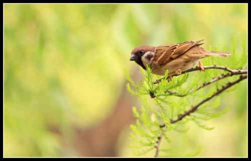 春忙的小麻雀 不再是四害
