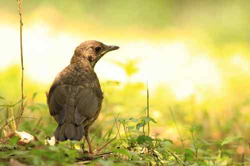 武汉大学樱花园的乌灰鸫宝宝