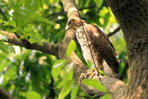 和凤头鹰的一次心灵感应