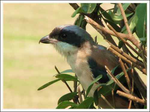 伯劳，世间惟英雄最为寂寞
