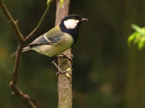 吃虫子的大山雀