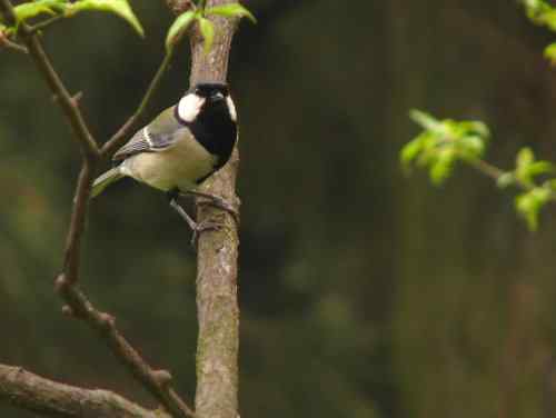 吃虫子的大山雀