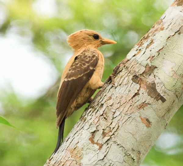 通体金黄的啄木鸟——乳脂色啄木鸟