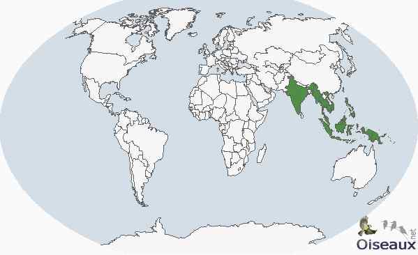 长发披肩的美丽鸽子——绿蓑鸽（尼柯巴鸠）