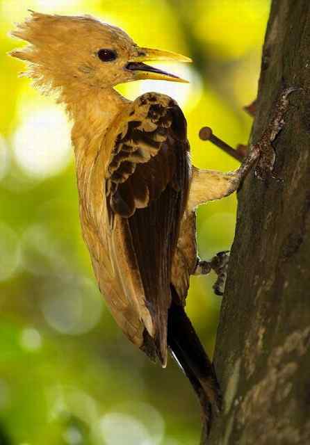 通体金黄的啄木鸟——乳脂色啄木鸟