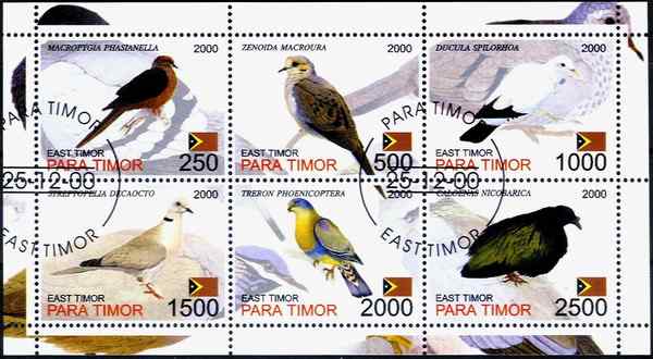 长发披肩的美丽鸽子——绿蓑鸽（尼柯巴鸠）