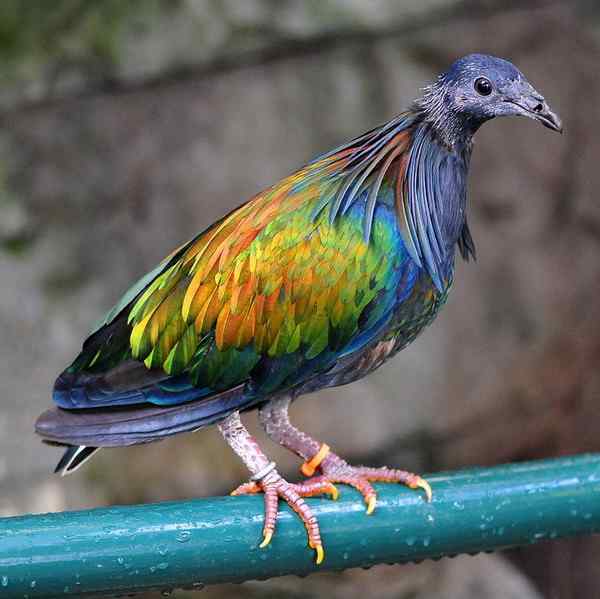 长发披肩的美丽鸽子——绿蓑鸽（尼柯巴鸠）