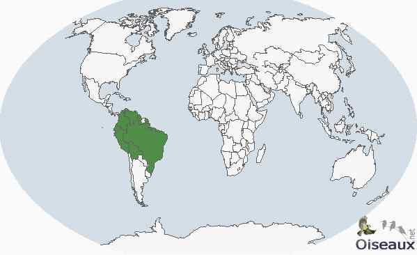 通体金黄的啄木鸟——乳脂色啄木鸟