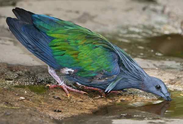 长发披肩的美丽鸽子——绿蓑鸽（尼柯巴鸠）