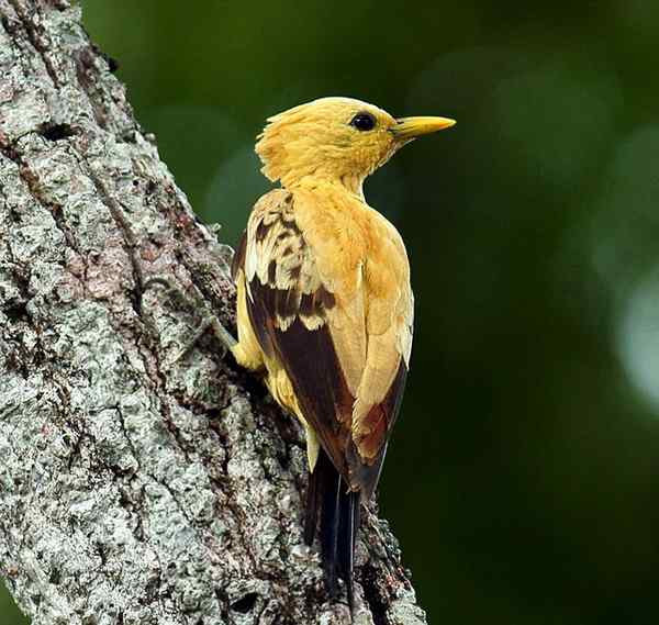 通体金黄的啄木鸟——乳脂色啄木鸟