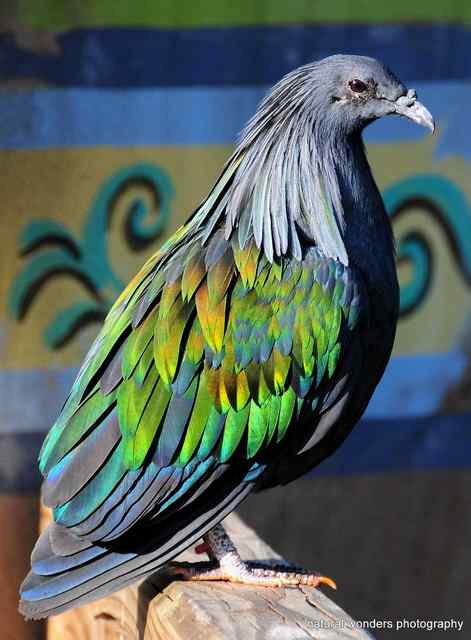 长发披肩的美丽鸽子——绿蓑鸽（尼柯巴鸠）