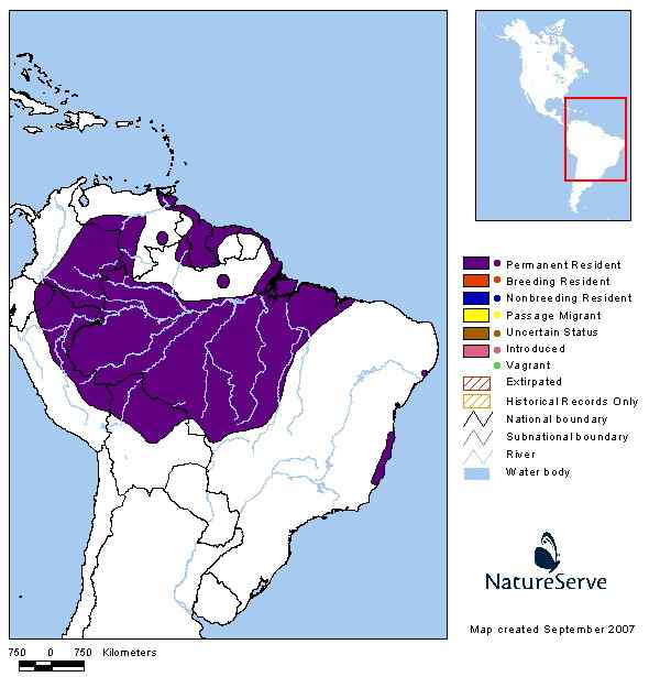 通体金黄的啄木鸟——乳脂色啄木鸟